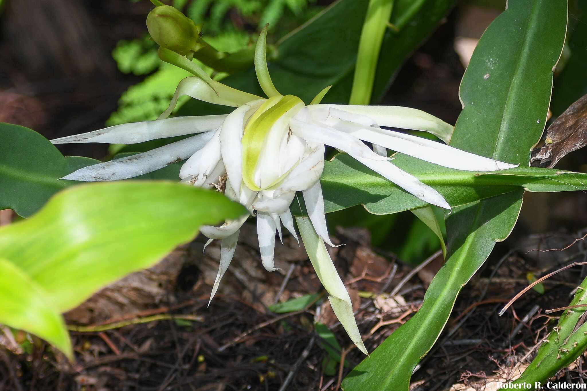 Image of Nightblooming Cactus