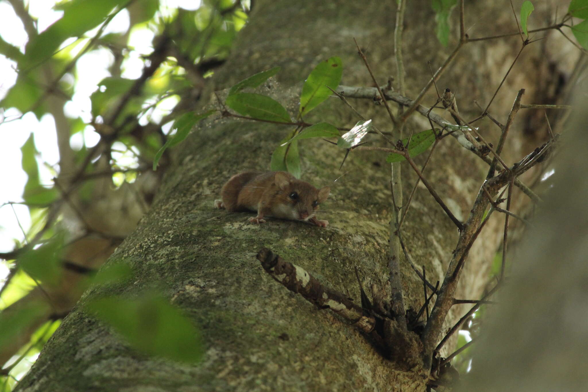 Image of Hatt's Vesper Mouse