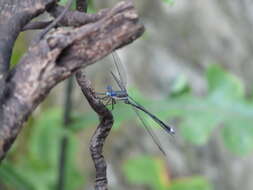 Image of Great Spreadwing