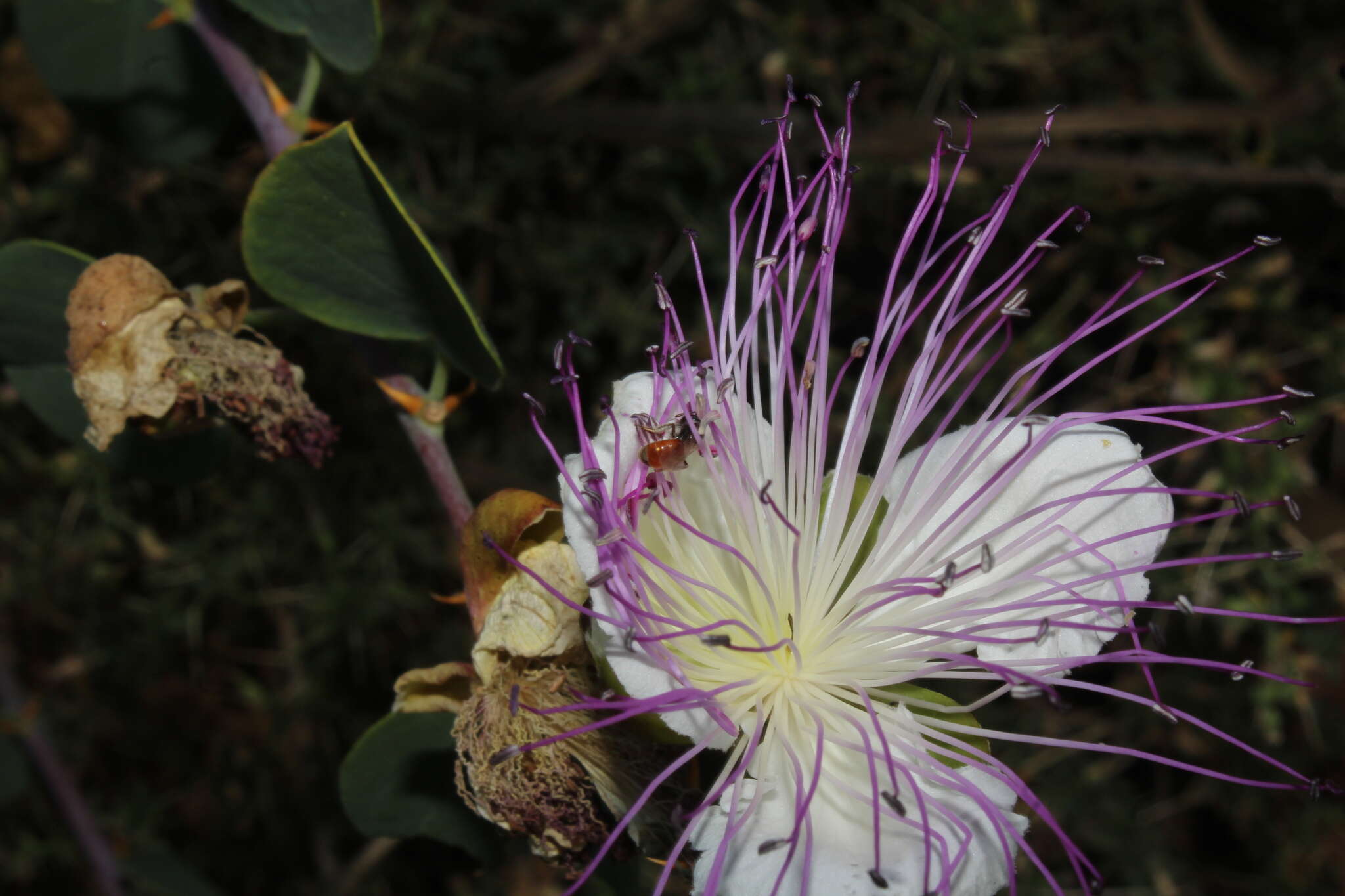 Imagem de Lasioglossum pseudosphecodimorphum (Blüthgen 1923)