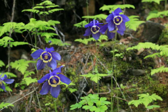 Image of fan columbine