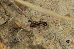 Image of Pavement ant