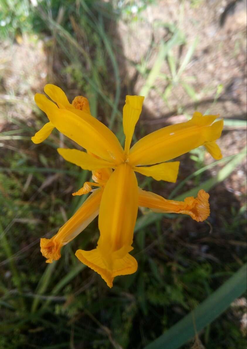 Image of Iris juncea Poir.