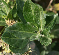 Image of Solanum africanum Dun.