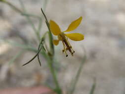 Слика од Physostemon guianense (Aubl.) Malme