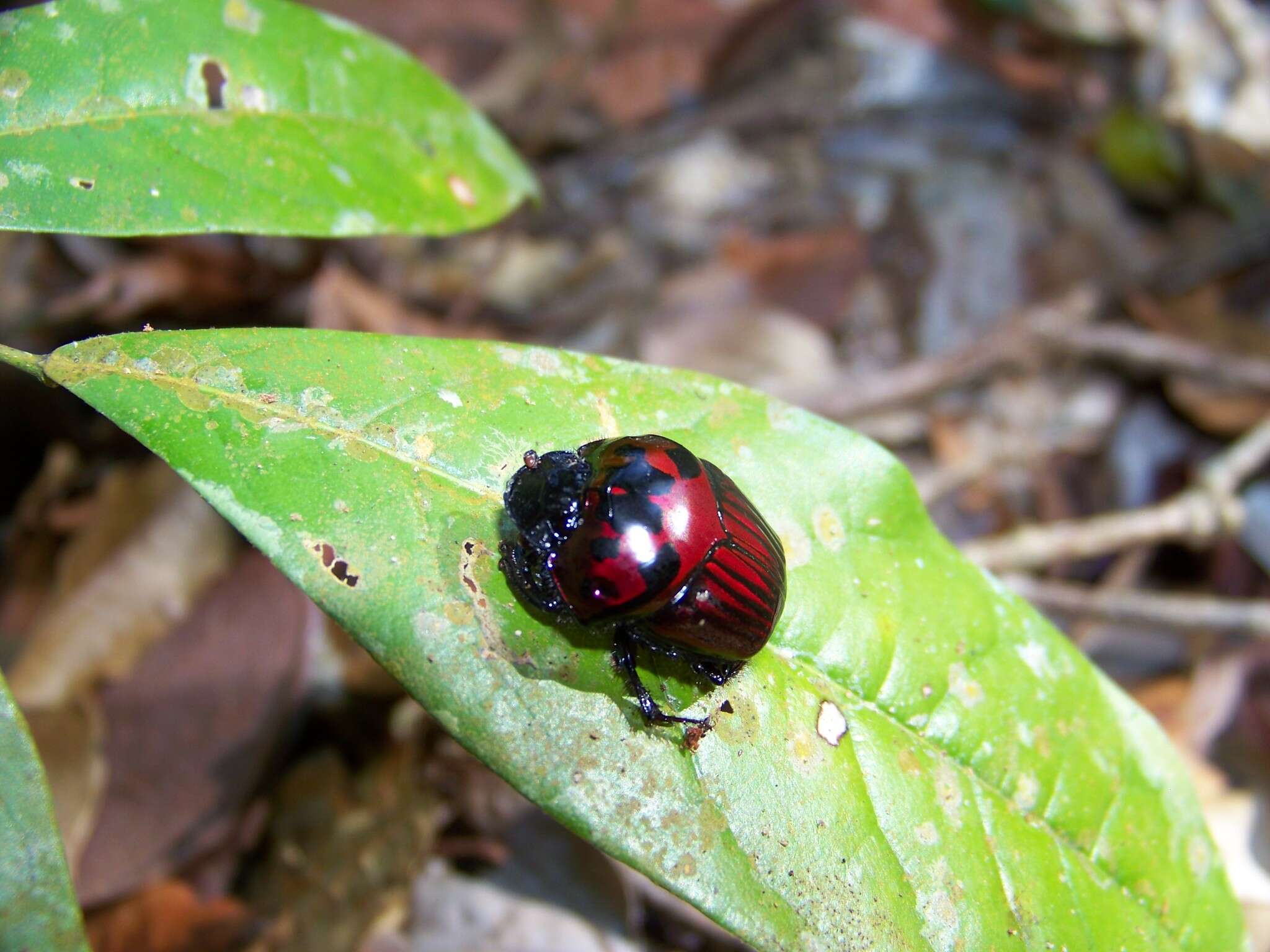 صورة Oxysternon festivum (Linnaeus 1758)