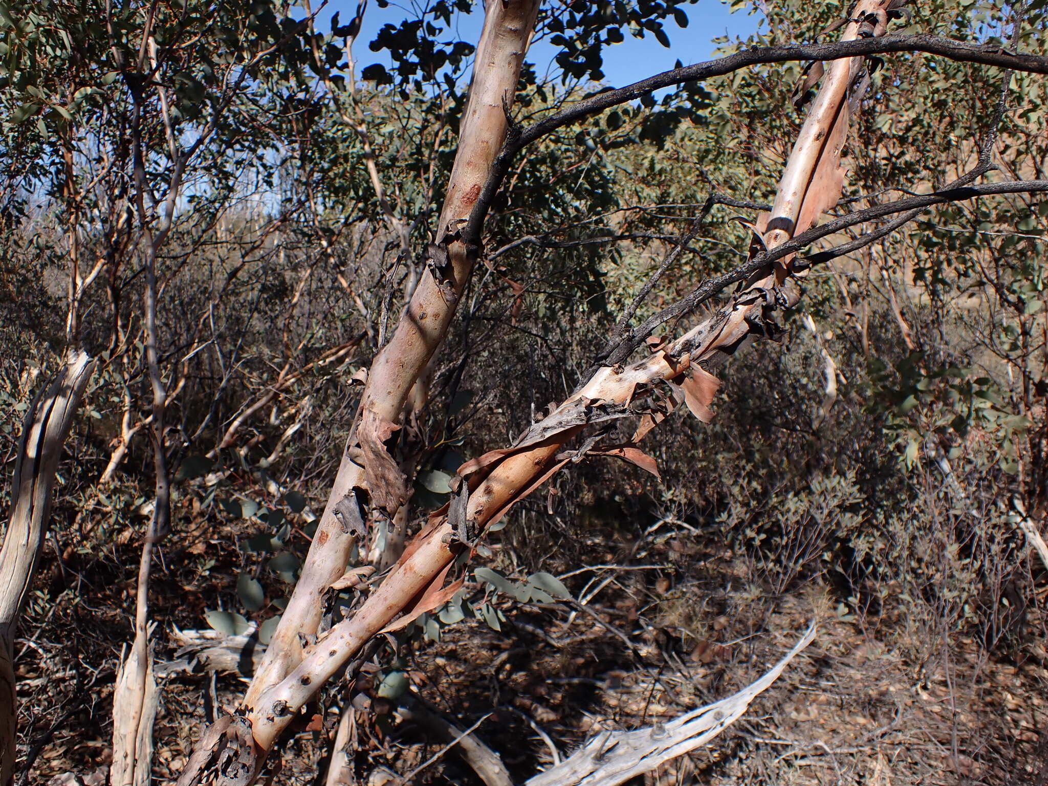 صورة Eucalyptus trivalva Blakely