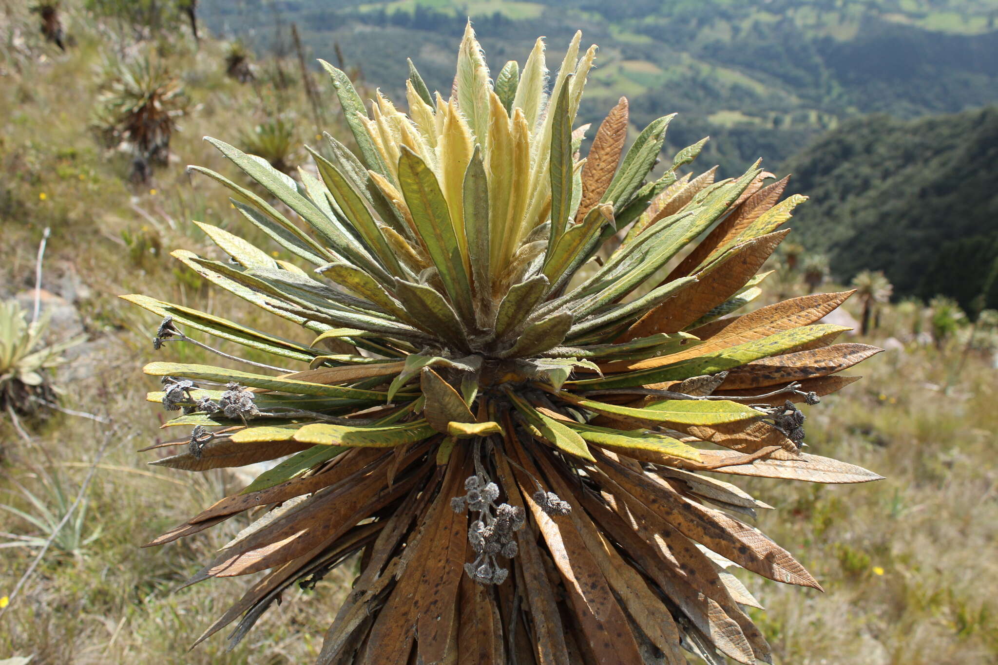 Image of Espeletiopsis guacharaca (Diaz) J. Cuatrec.