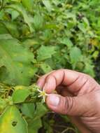 Image of Jamaican Nightshade