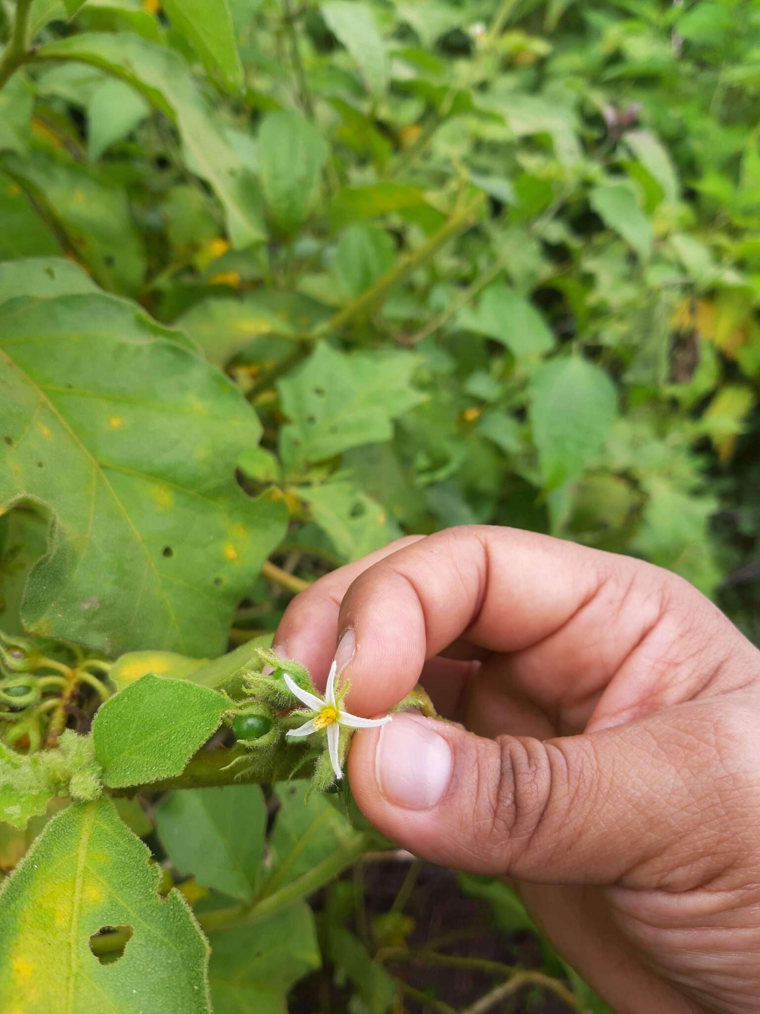 Image of Jamaican Nightshade