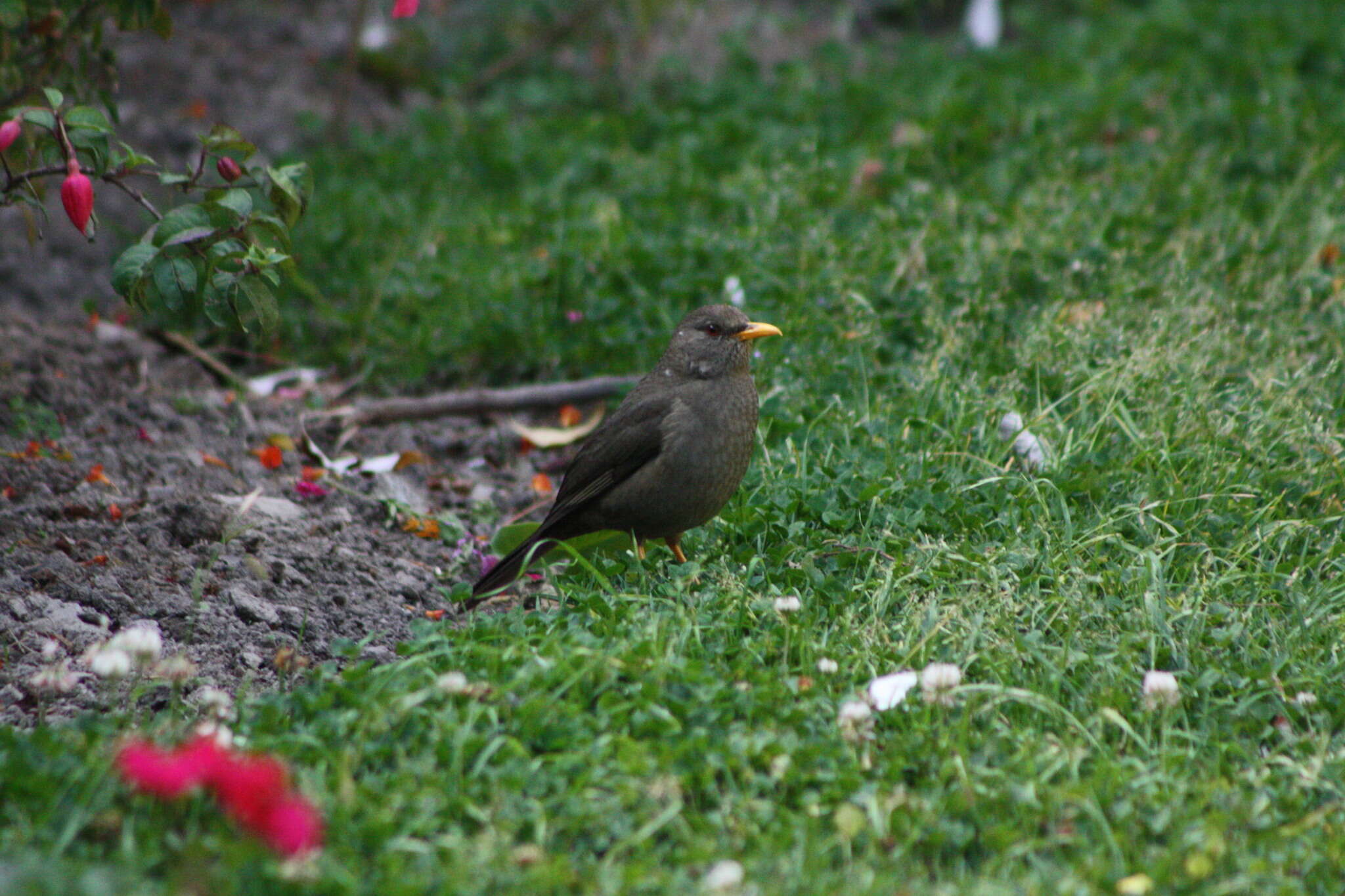 Image of Great Thrush