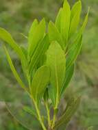 Image of Morella brevifolia (E. Mey. ex C. DC.) D. J. B. Killick