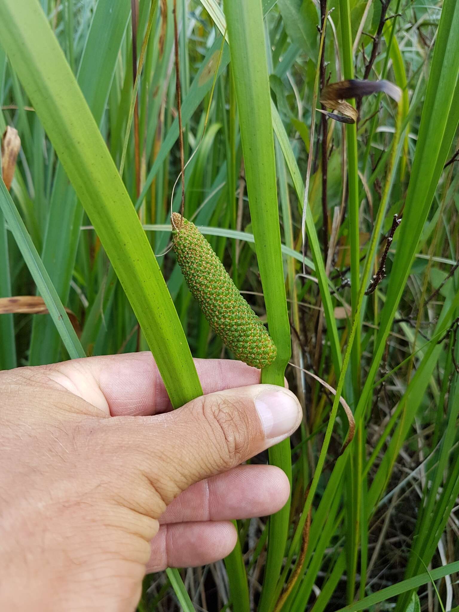 Imagem de Acorus calamus var. americanus Raf.