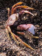 Image of Horned Ghost Crab