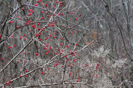 Image of Michigan holly