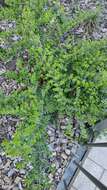 Image of box-leaf honeysuckle