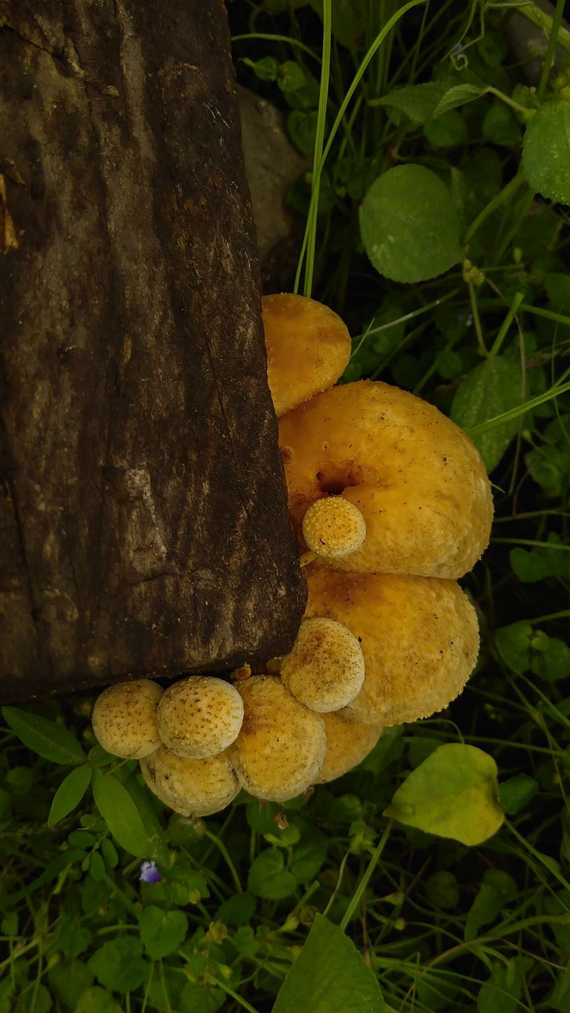 Image of Pholiota granulosa (Peck) A. H. Sm. & Hesler 1968