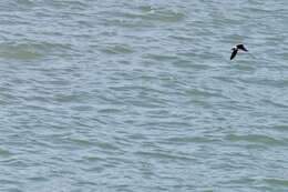 Image of Asian House Martin