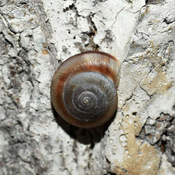 Image of <i>Cathaica fasciola</i>