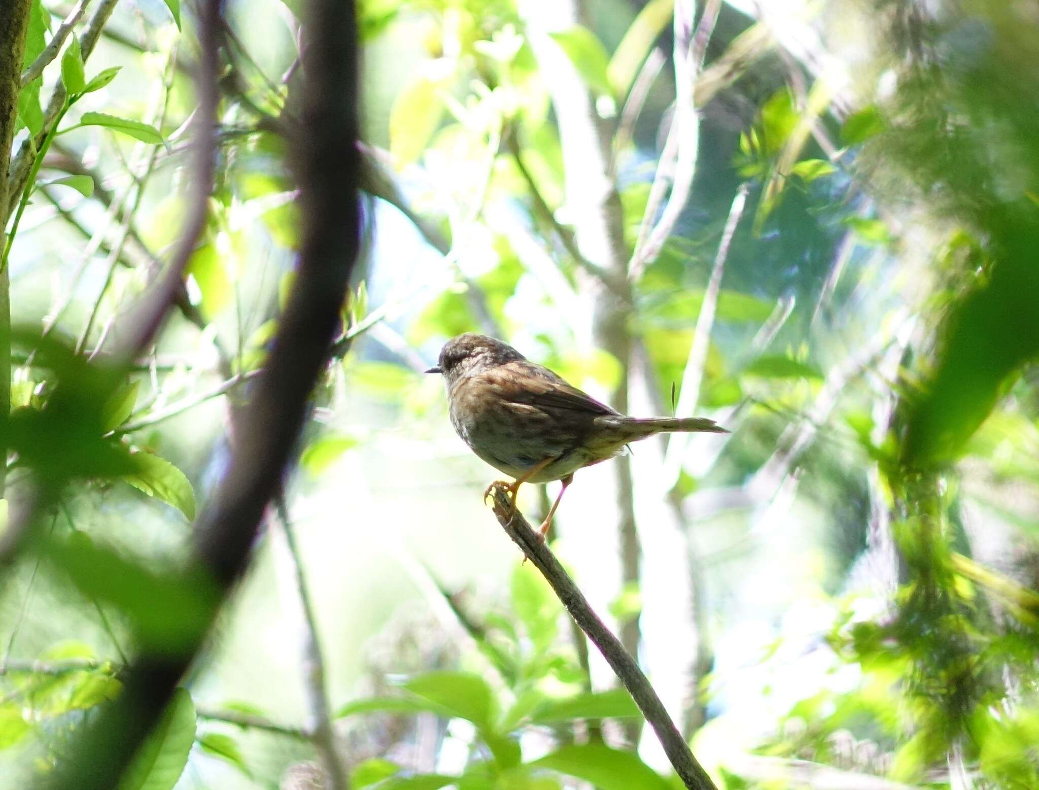 Image of Dunnock