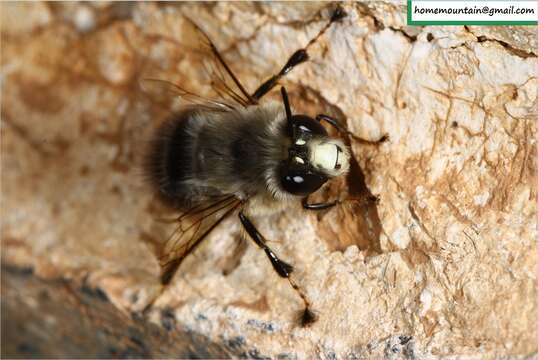 Imagem de Anthophora melanognatha Cockerell 1911