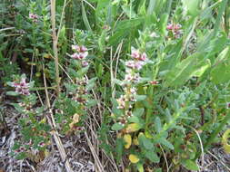 Image of black saltwort