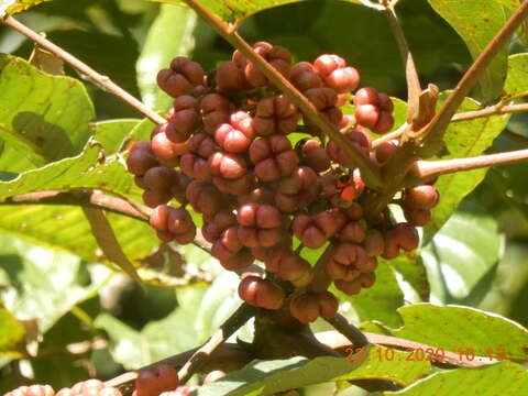 Imagem de Tetradium fraxinifolium (Hook. fil.) T. G. Hartley