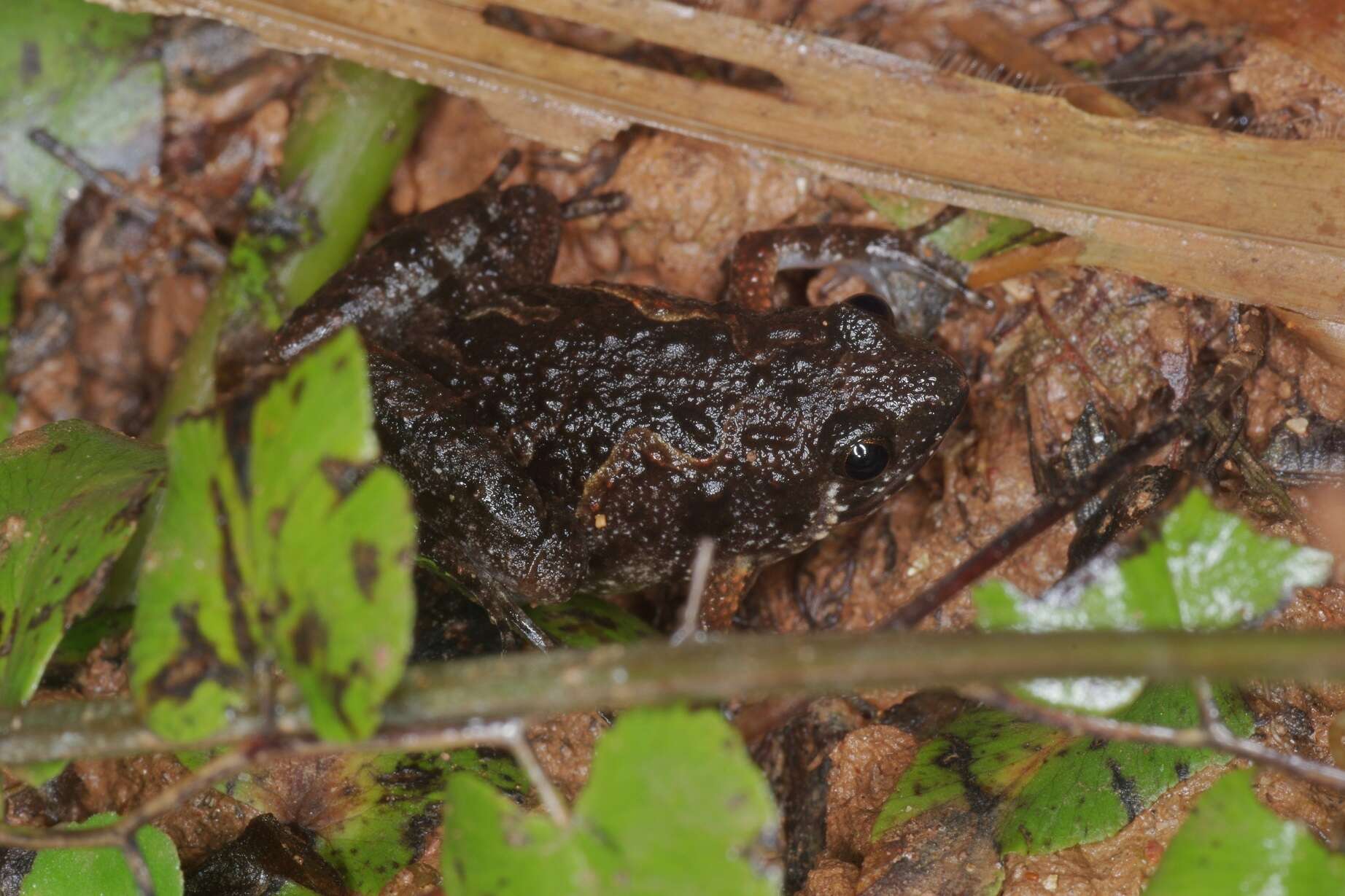 Image de Microhyla butleri Boulenger 1900