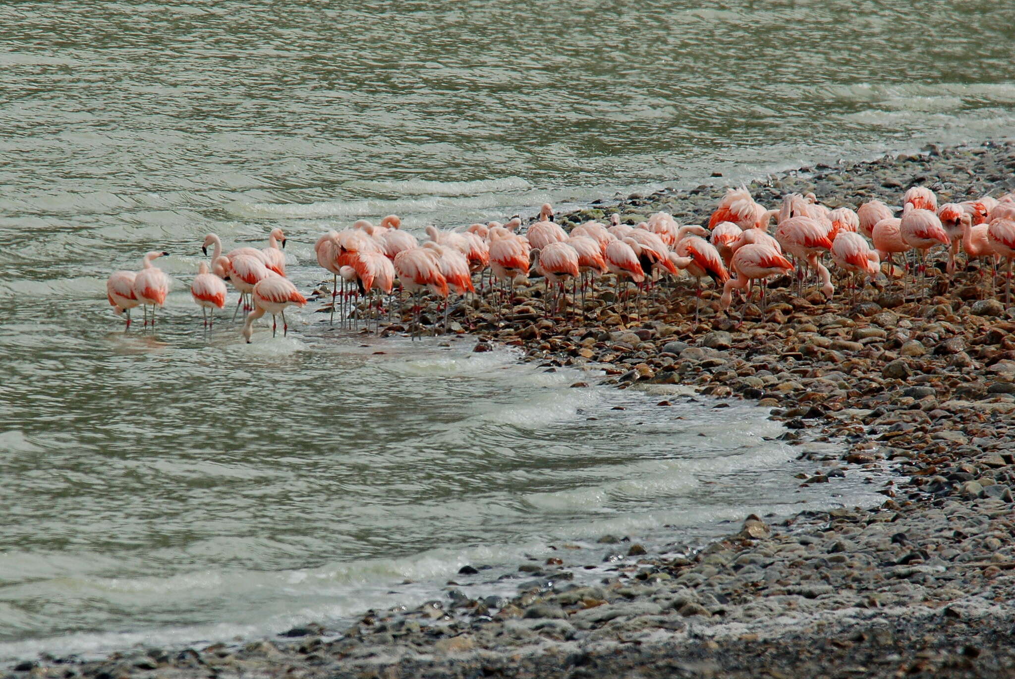 Imagem de Phoenicopterus chilensis Molina 1782