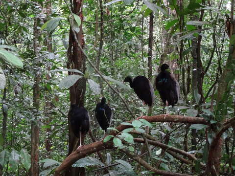 Image of Grey-winged Trumpeter