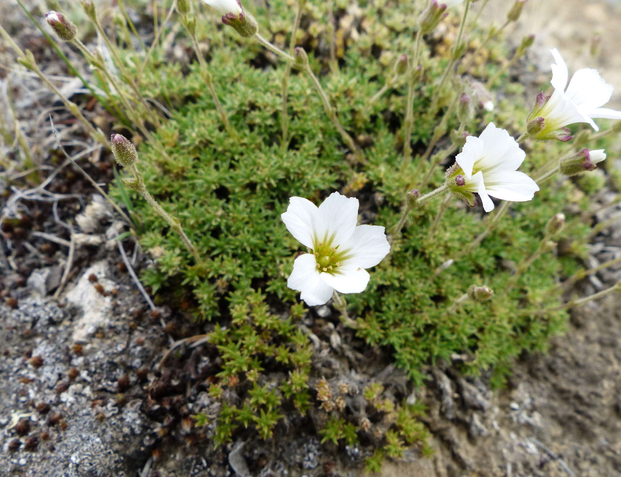 Plancia ëd Cherleria obtusiloba (Rydb.) A. J. Moore & Dillenb.