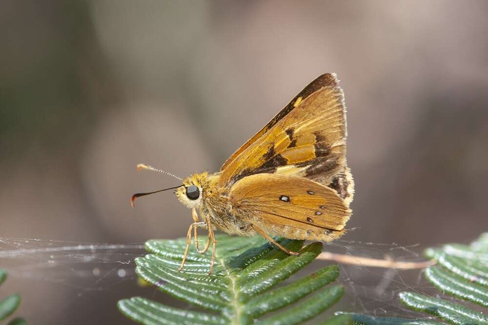 Image of Trapezites eliena Hewitson 1868