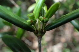 Image of Pyrostria oleifolia (Homolle ex Arènes) Razafim., Lantz & B. Bremer