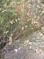 Image of spreading buckwheat