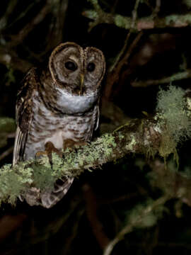 Image of Rusty-barred Owl