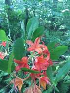 صورة Rhododendron cumberlandense E. L. Braun