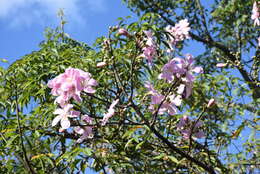 Image of Ceiba pubiflora (A. St.-Hil.) Schum.