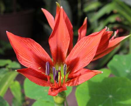 Imagem de Hippeastrum aulicum (Ker Gawl.) Herb.