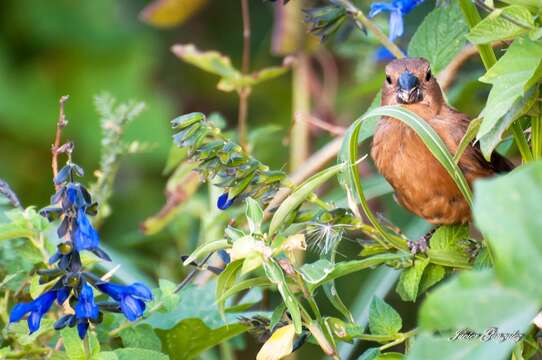 Image of Ultramarine Grosbeak