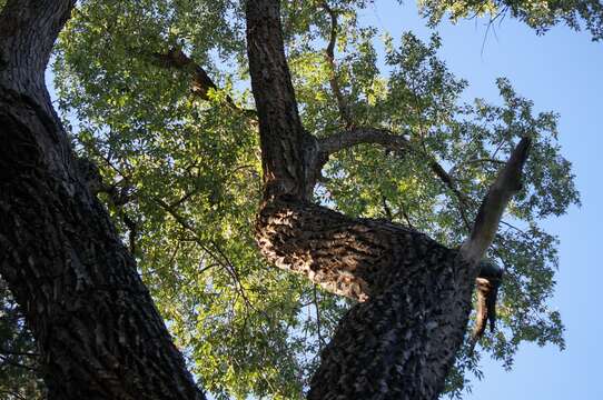 Image of narrowleaf cottonwood