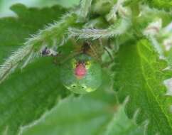 Image of Cucumber green spider