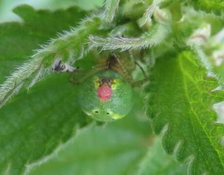 Image of Cucumber green spider