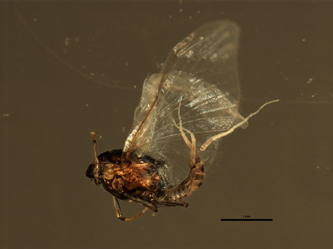 Image of <i>Tricorythodes</i>
