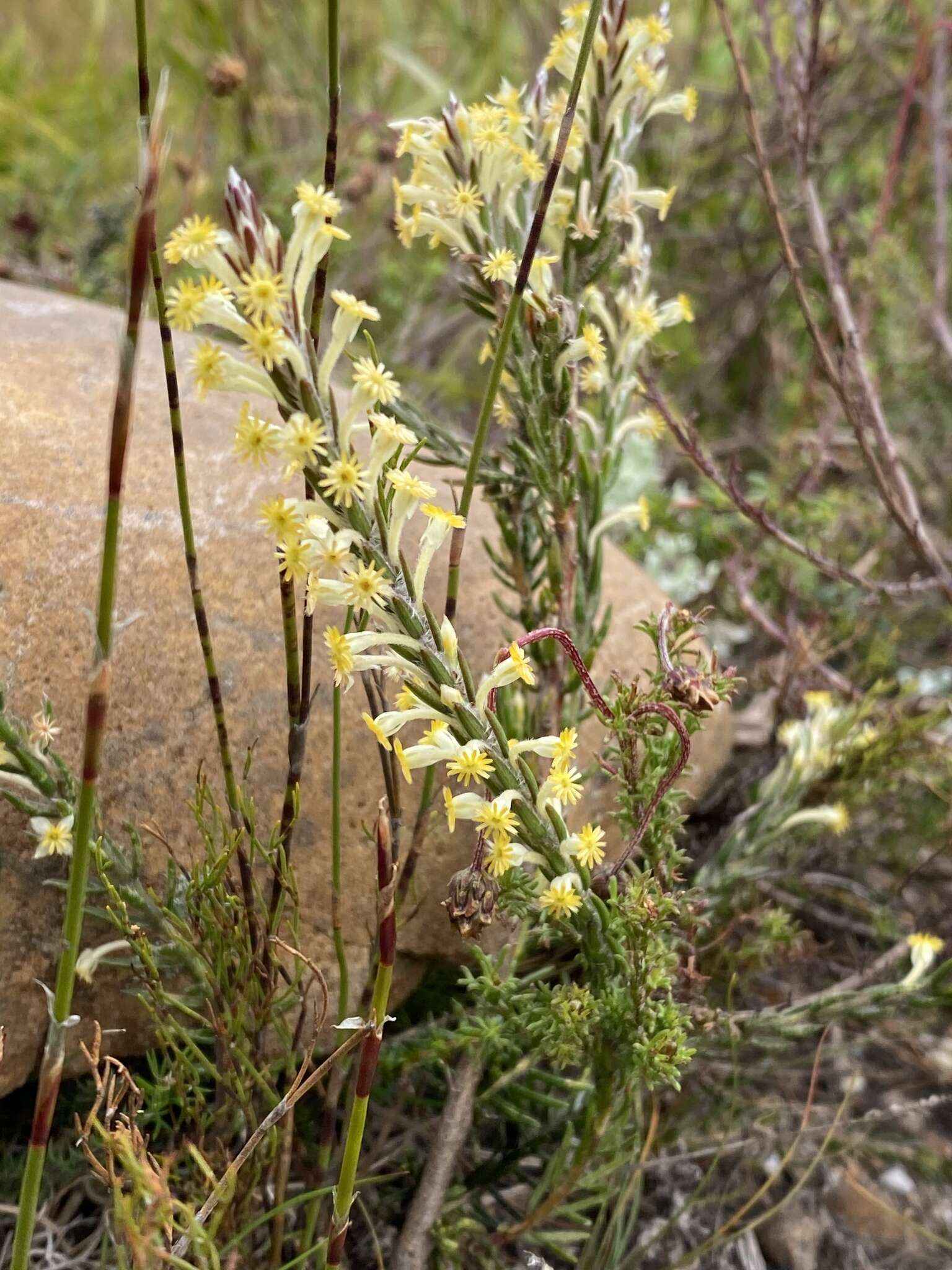 Image of Struthiola fasciata C. H. Wright