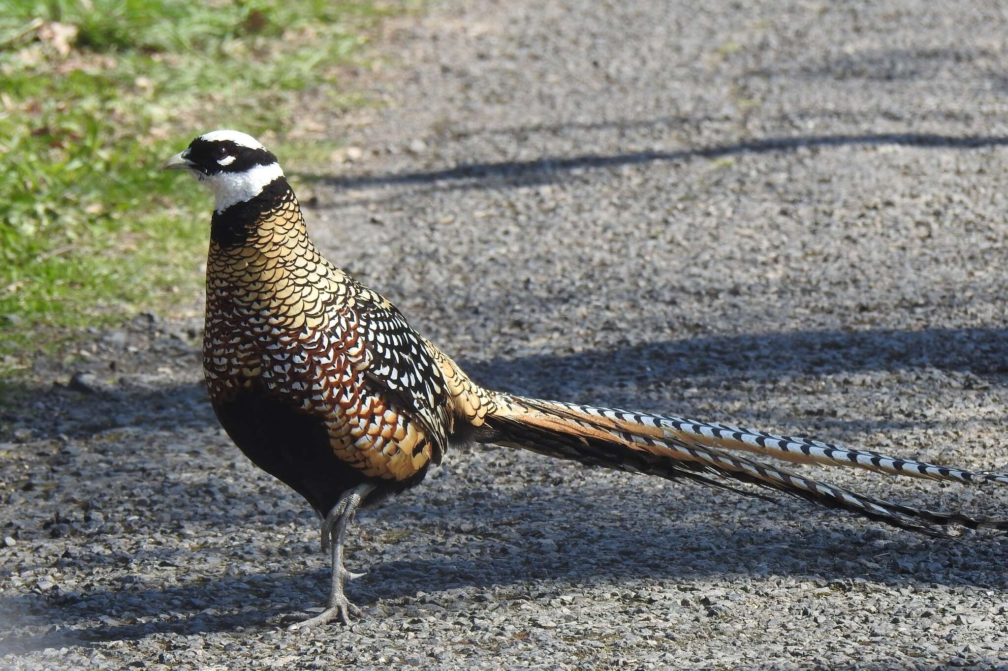 Image of Reeves's Pheasant