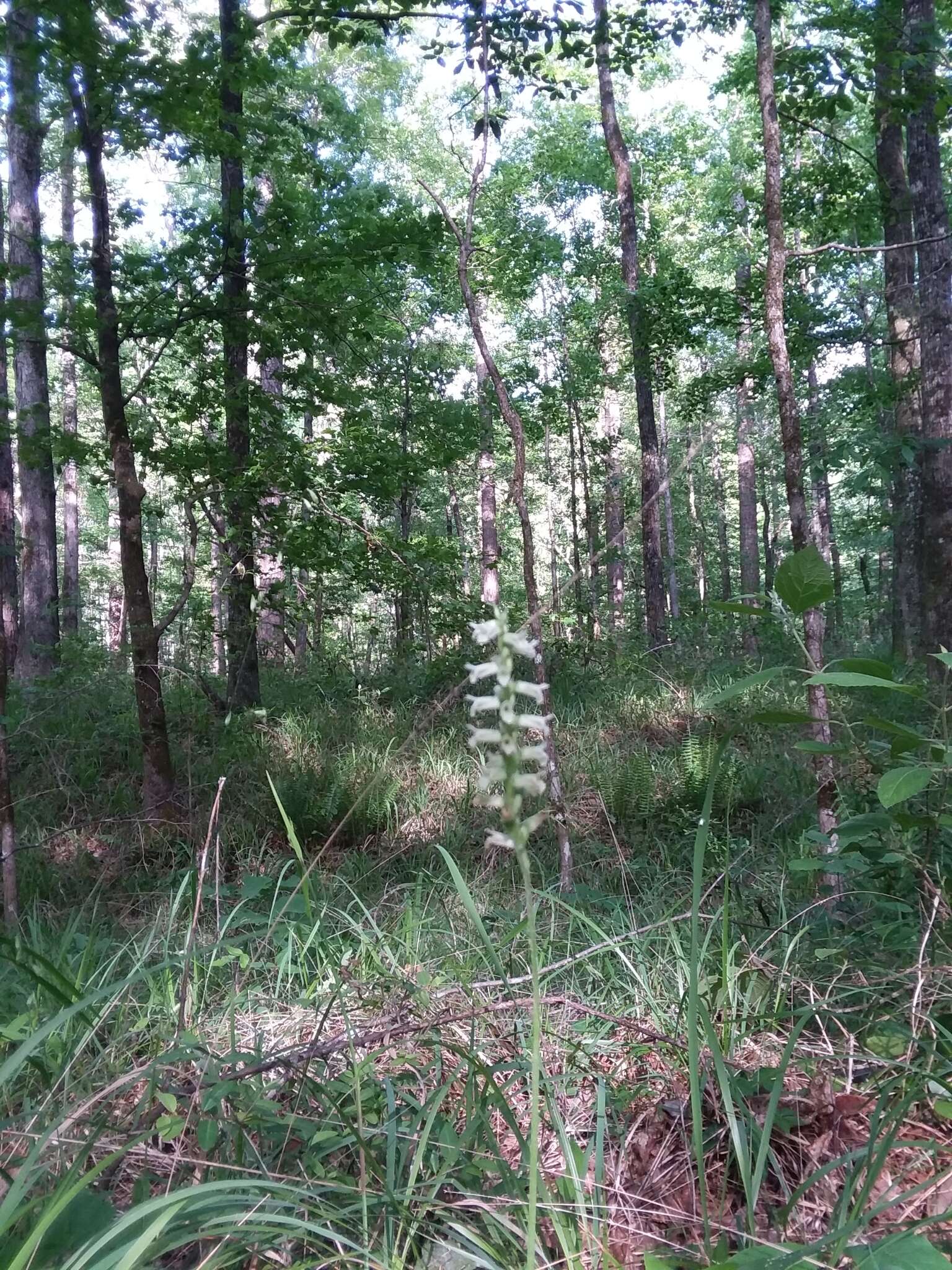 Image of Spiranthes sylvatica P. M. Br.