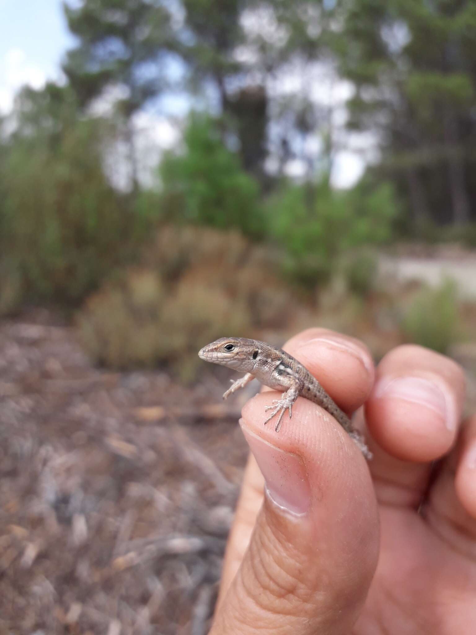 Image of Psammodromus occidentalis Fitze, Gonzalez-jimena, San-jose, San Mauro & Zardoya 2012