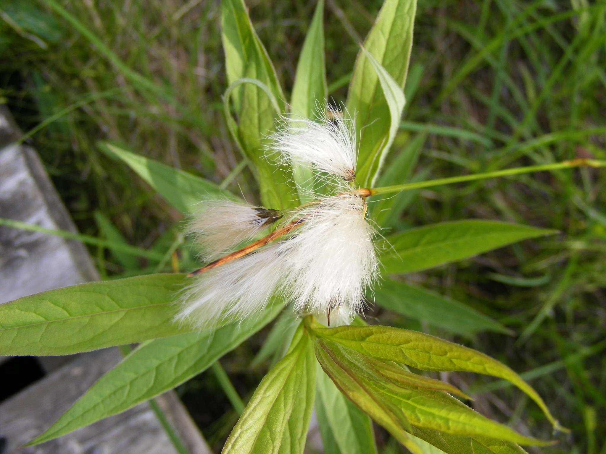Image of Green-keeled cottongrass