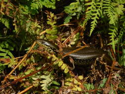 Image of Western Glossy Swamp Skink