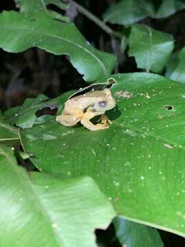 Imagem de Trachycephalus coriaceus (Peters 1867)